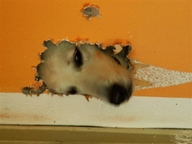 Hvid schæfer cæsar bamse R.I.P billede 2