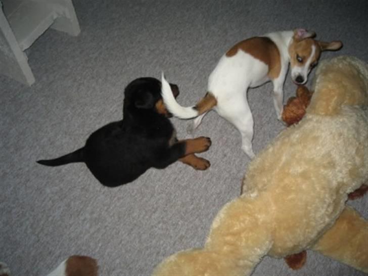 Rottweiler Ronja billede 6