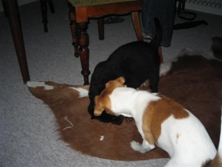 Rottweiler Ronja billede 7