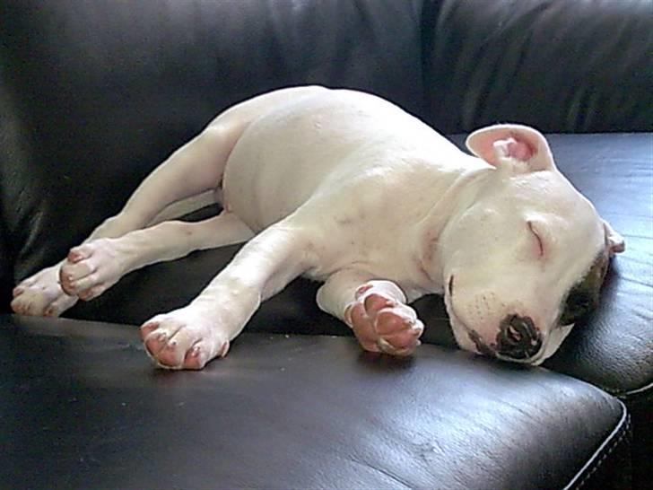 Amerikansk staffordshire terrier mille - lillebror der senerer er døb krumme ligger og får en lille lur er han ikke SKØN........ billede 13