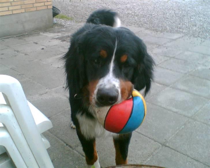 Berner sennenhund Tyson - Skal vi spille bold?? billede 10