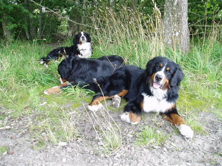 Berner sennenhund Tyson - vi hygger os lige i det dejlige græs. billede 11