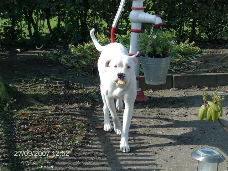 Amerikansk bulldog | Shadi | billede 12