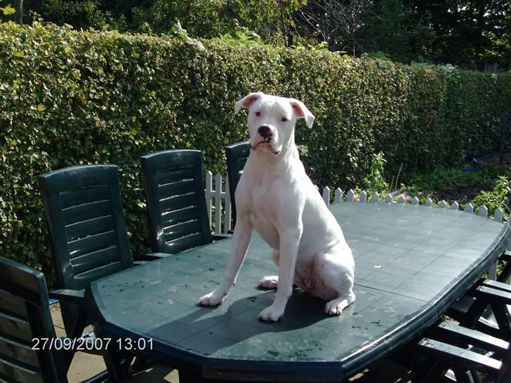 Amerikansk bulldog | Shadi | billede 13