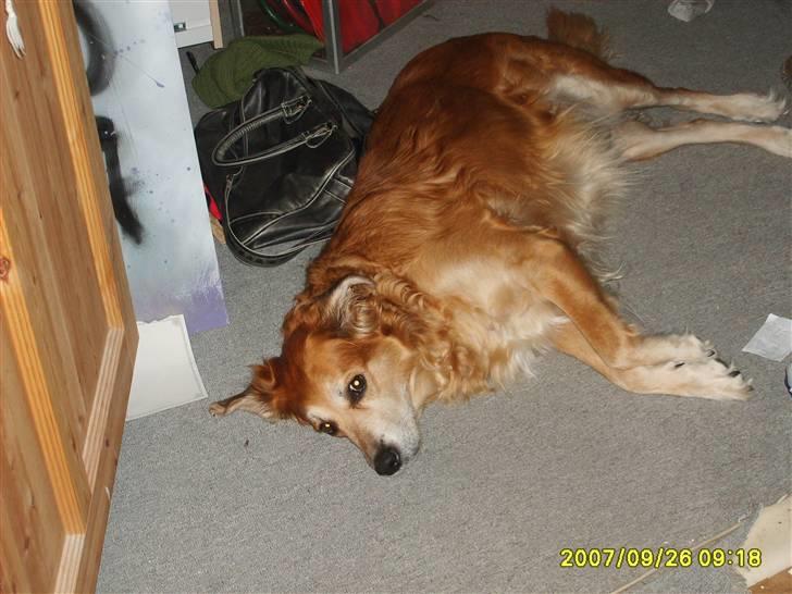 Golden retriever Trunte R.I.P 4/7-08 - Efter en lang dag i haven. billede 5