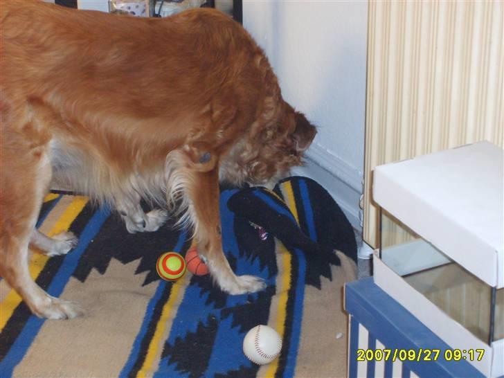 Golden retriever Trunte R.I.P 4/7-08 - Jeg gemmer mit kødben. billede 6