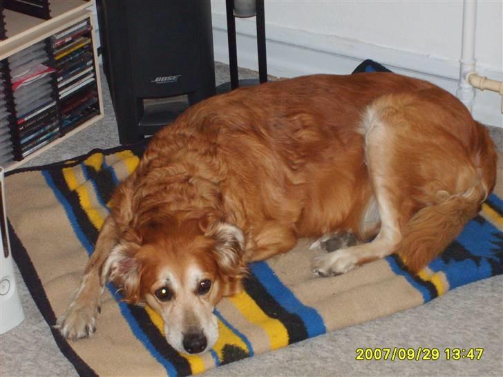 Golden retriever Trunte R.I.P 4/7-08 - Kigger på mor.. billede 7