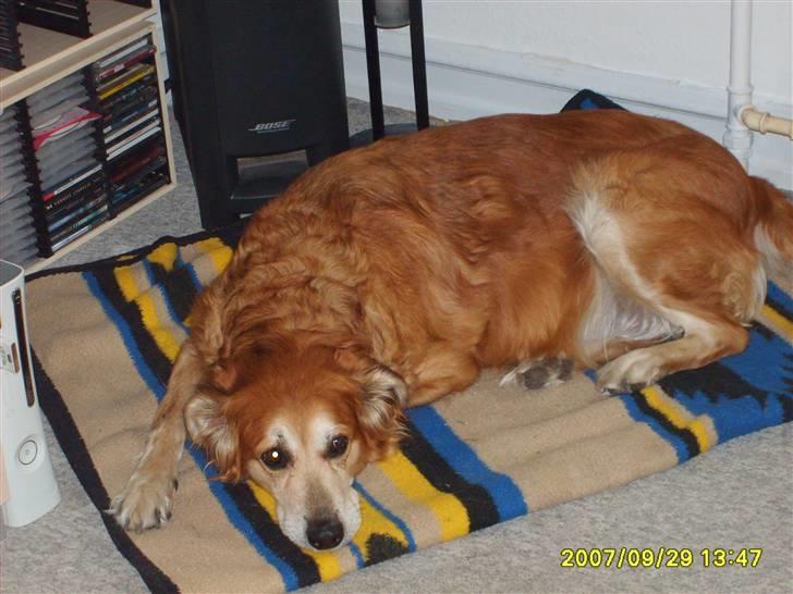 Golden retriever Trunte R.I.P 4/7-08 - Nej mor jeg gider ikke flytte mig. billede 8