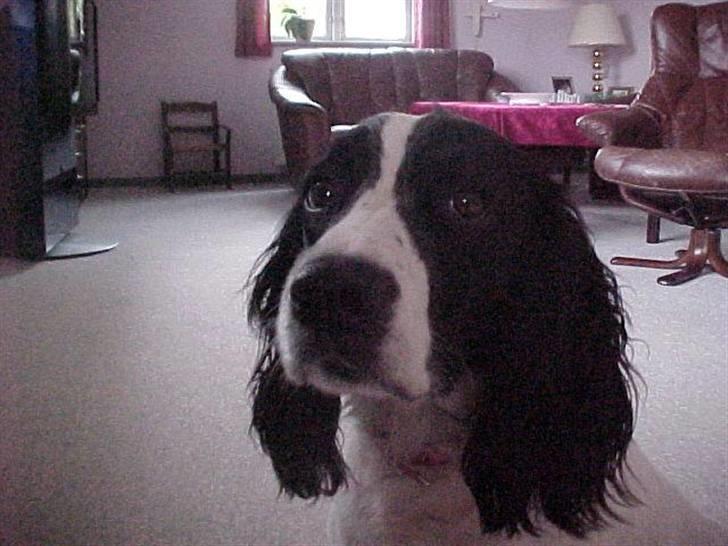 Engelsk springer spaniel Vilma ( Putte) - HEJ billede 1
