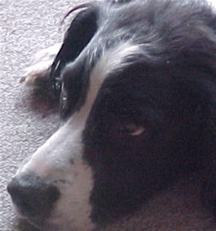 Engelsk springer spaniel Vilma ( Putte) - ÅH hvor er jeg træt:( billede 2