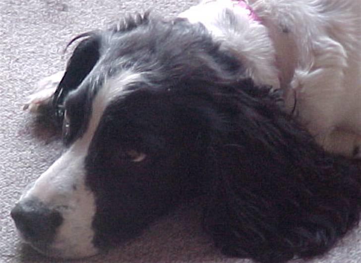 Engelsk springer spaniel Vilma ( Putte) - Nu tror jeg at jeg vil sove. billede 3