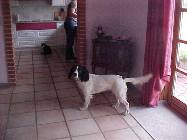 Engelsk springer spaniel Vilma ( Putte) - HA HA Jeg er glad:) billede 4