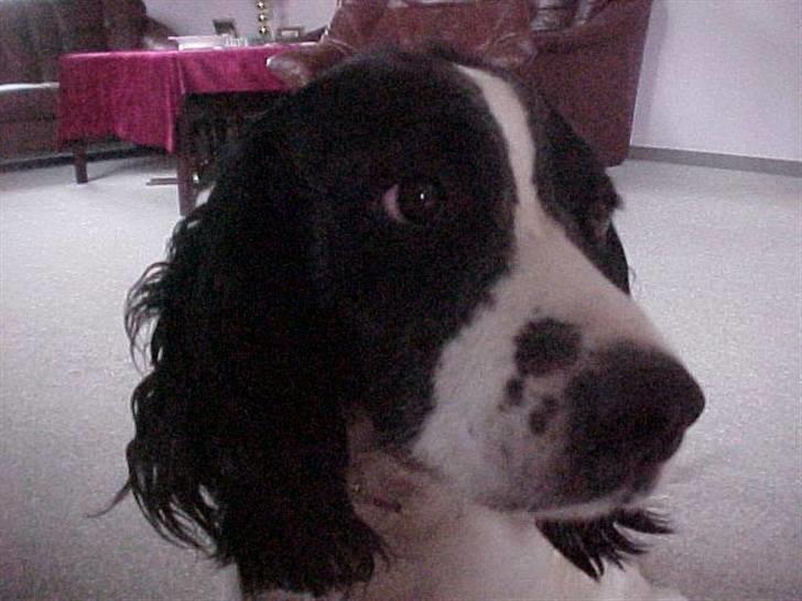 Engelsk springer spaniel Vilma ( Putte) - Jeg kunne da godt blive foto model:) billede 5