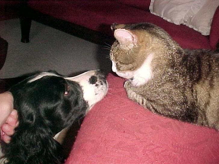 Engelsk springer spaniel Vilma ( Putte) - Kys mig frans billede 6