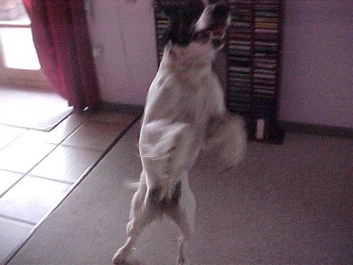 Engelsk springer spaniel Vilma ( Putte) - Lidt morgen gymnastik billede 7