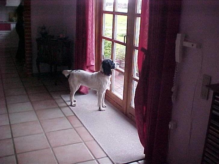 Engelsk springer spaniel Vilma ( Putte) - der er en god udsigt:)<3 billede 8