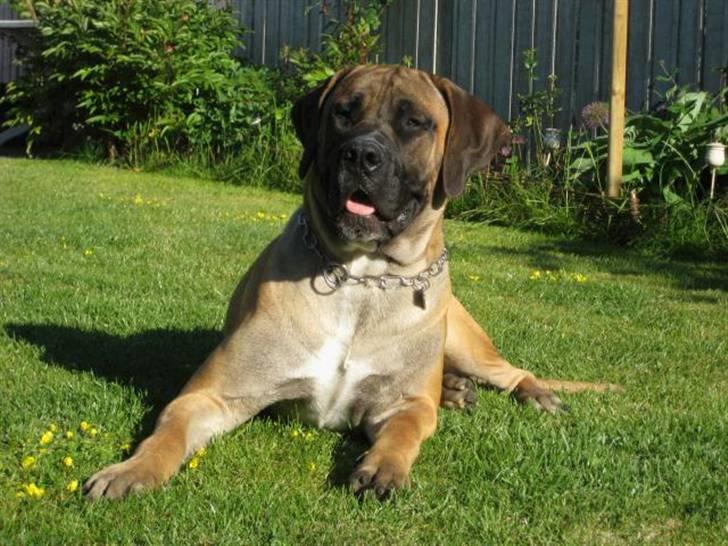 Boerboel Clyde - R.I.P - 8 uger billede 1