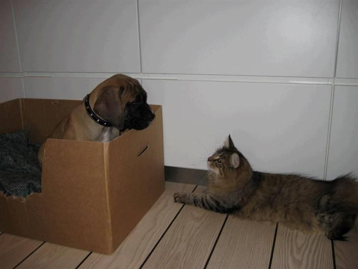 Boerboel Clyde - R.I.P billede 2