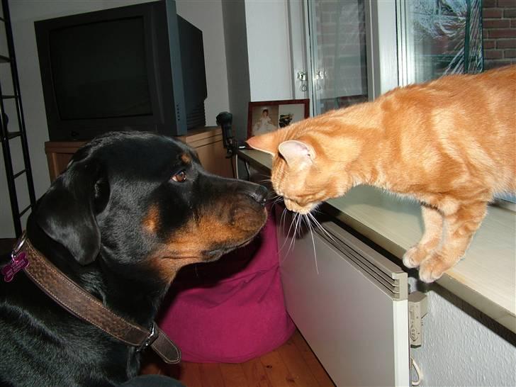 Rottweiler Chili - Chili og hendes elskede Piv billede 20