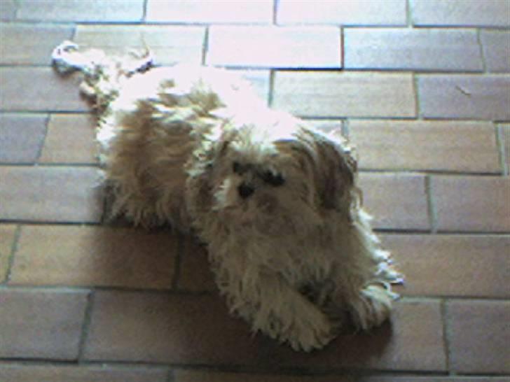 Shih tzu Fjante (død) billede 15