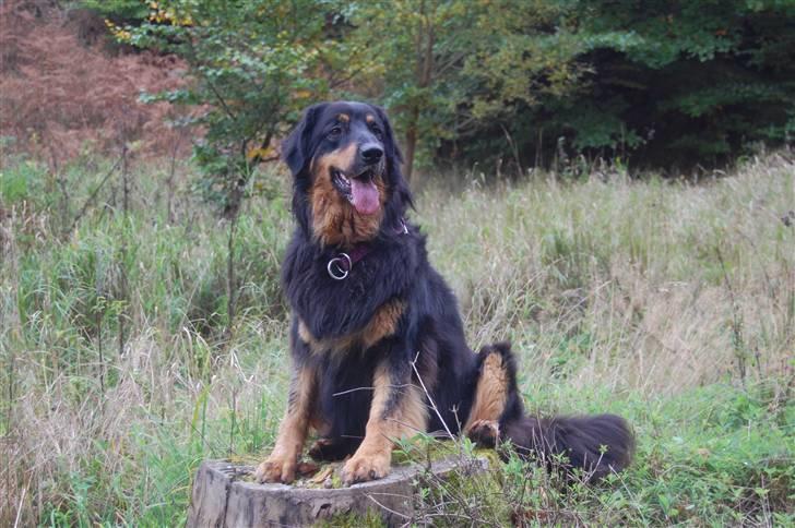 Hovawart Holley - Holley på skovtur efter Rally-træning billede 1