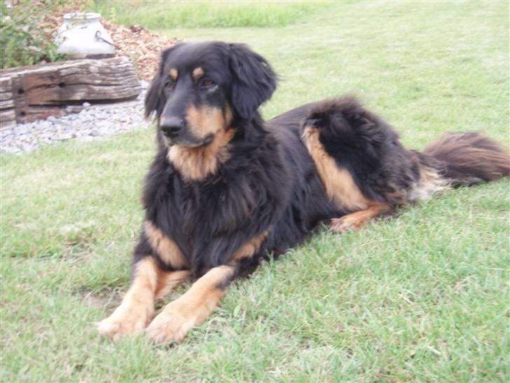 Hovawart Holley billede 2