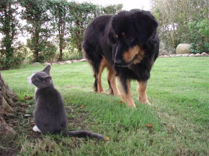 Hovawart Holley billede 3