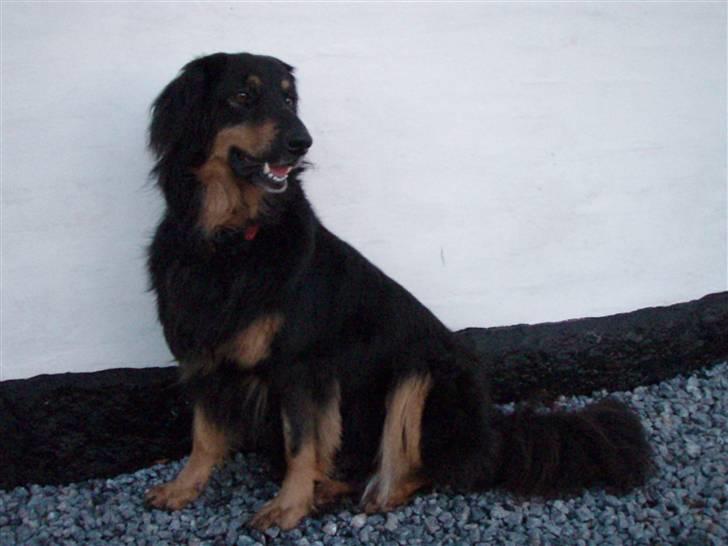 Hovawart Holley billede 4