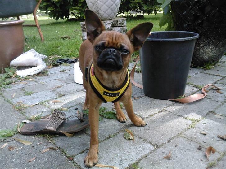 Blanding af racer Pippi billede 11