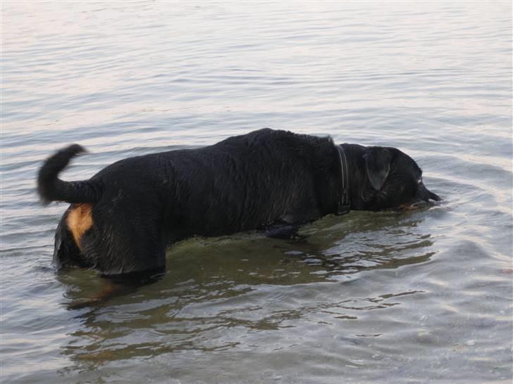 Rottweiler Rocky - jam jam billede 6