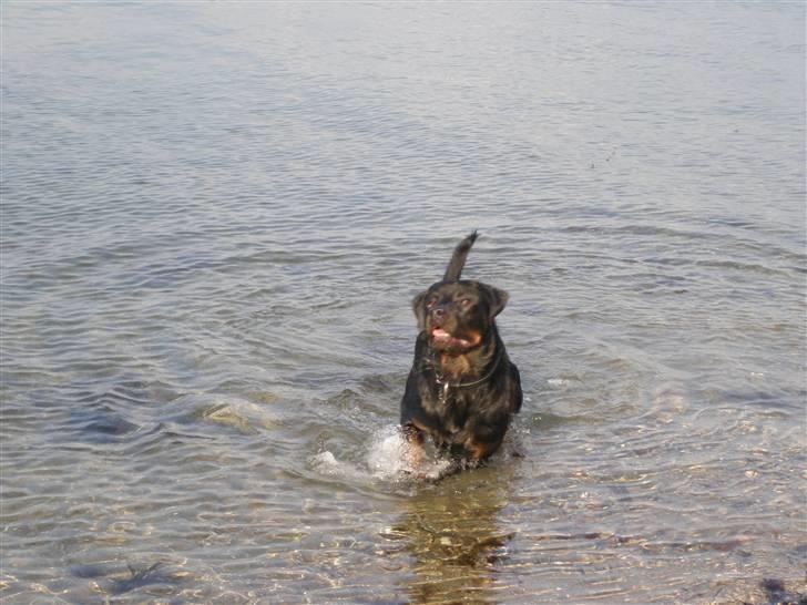 Rottweiler Rocky - plask mere vand..... billede 7