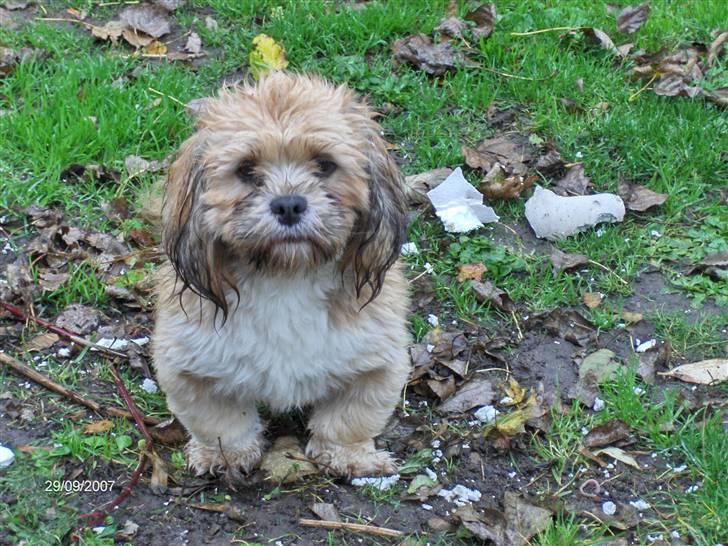 Lhasa apso Lhasa fabricius Leeloo - plask våd, men elsker regnvejr billede 9