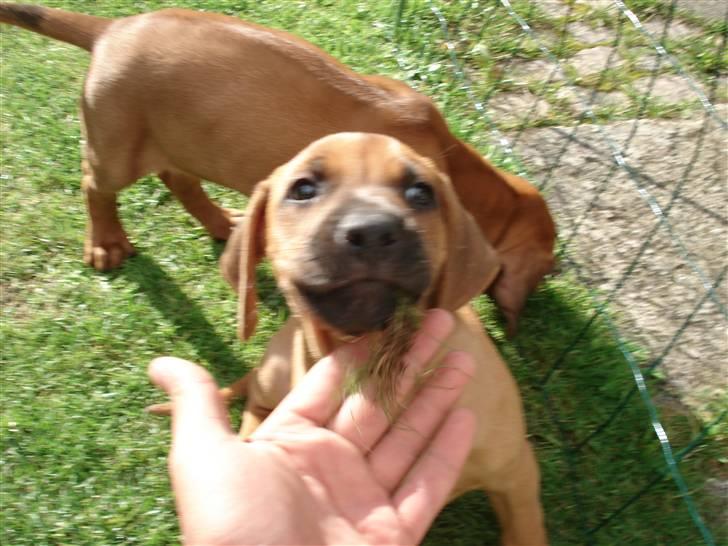 Rhodesian ridgeback Hazinas 4th Ajabu - Gaius billede 2