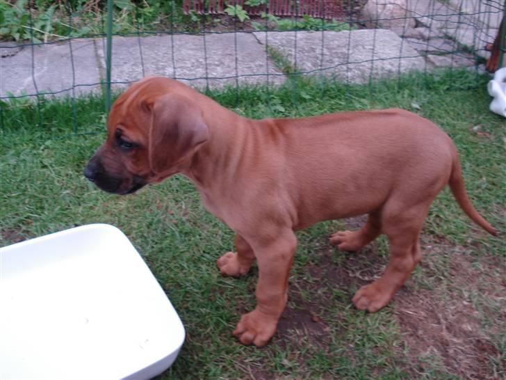 Rhodesian ridgeback Hazinas 4th Ajabu - Gaius billede 3