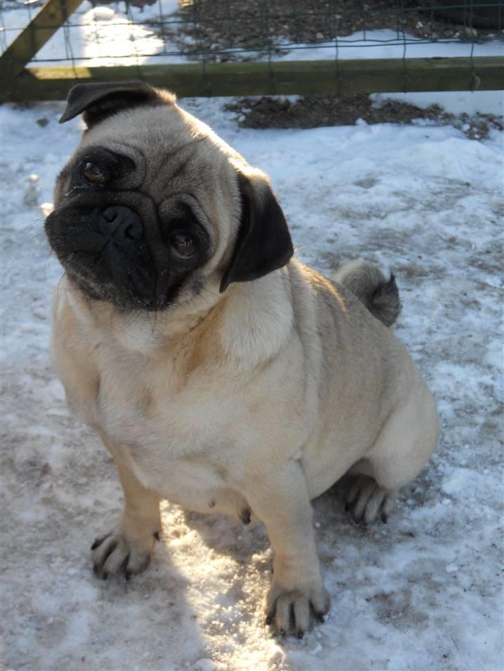 Mops BOTHILDE - min dejlige mops, foto taget af studie 12 billede 1