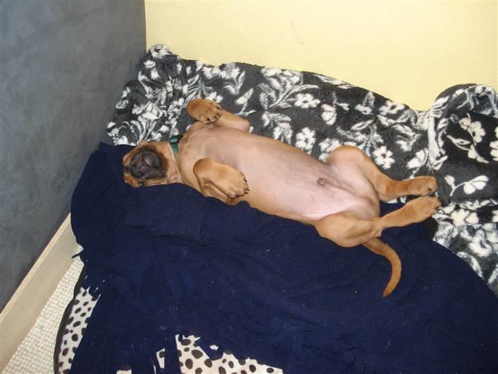 Rhodesian ridgeback Hazinas 4th Ajabu - Gaius billede 4