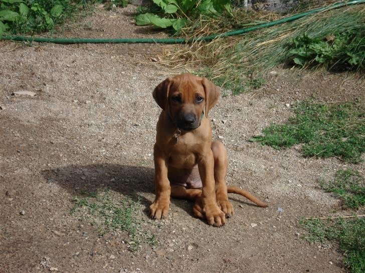 Rhodesian ridgeback Hazinas 4th Ajabu - Gaius billede 5