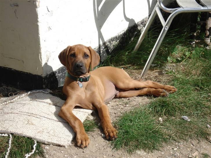 Rhodesian ridgeback Hazinas 4th Ajabu - Gaius billede 6