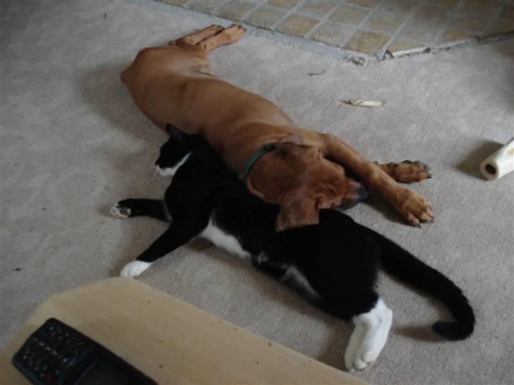 Rhodesian ridgeback Hazinas 4th Ajabu - Gaius billede 7