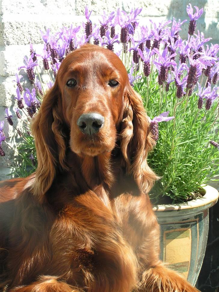 Irsk setter Hayley - Hayley nyder den danske sommer... billede 1