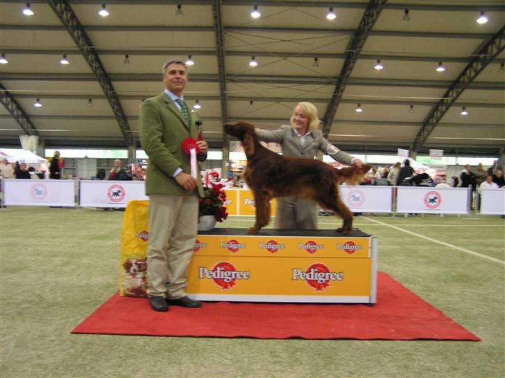 Irsk setter Hayley - Hayley bedst i gruppen på DKK´s udstilling i Ballerup 2007 billede 2