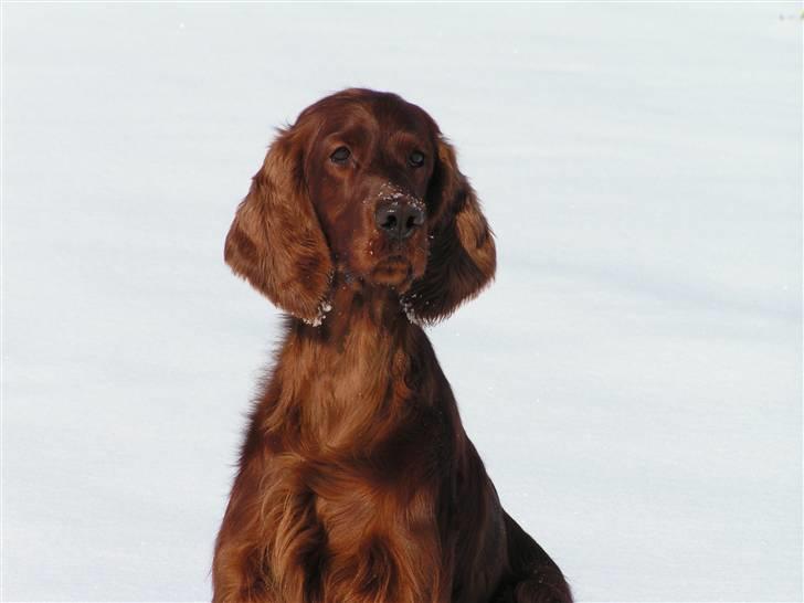 Irsk setter Hayley - Hayley vinteren 2004 billede 3