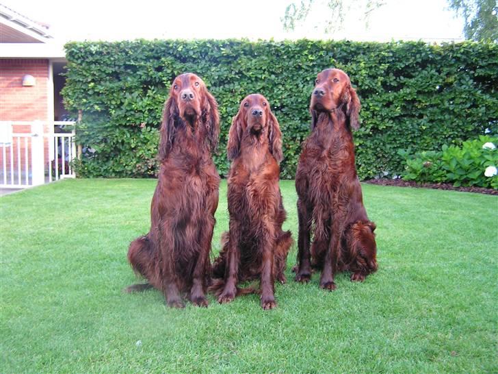 Irsk setter Hayley - Hayley med 2 af sine sønner - Chikadee´s Bang On & Chikadee´s Bubble Seen Double billede 4