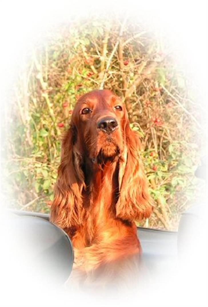 Irsk setter Hayley - Hayley - årets Irsk setter 2004 - 2006 & 2007 billede 5