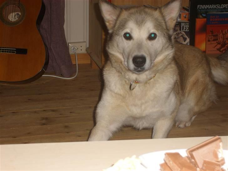 Alaskan malamute Yakone billede 2