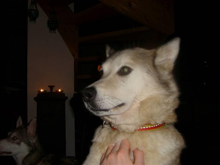 Alaskan malamute Yakone billede 3