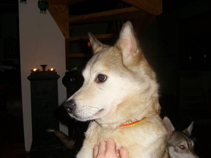 Alaskan malamute Yakone billede 4