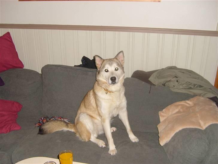 Alaskan malamute Yakone billede 5