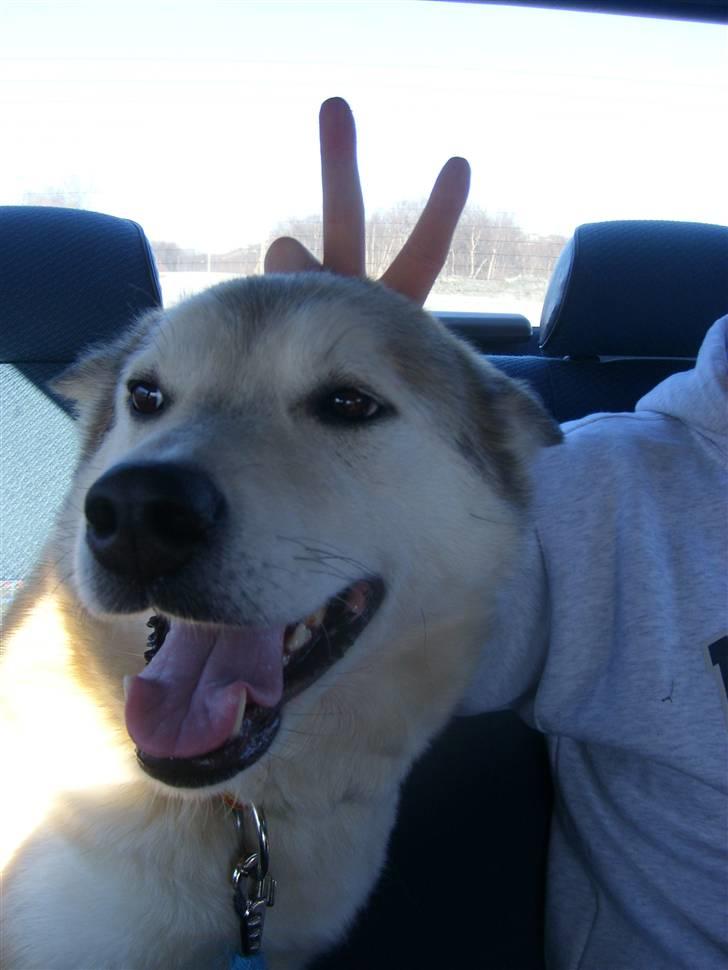 Alaskan malamute Yakone billede 6