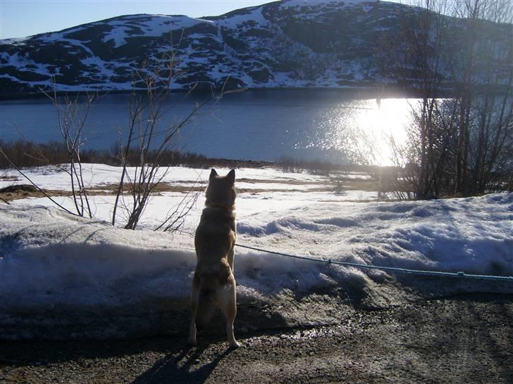 Alaskan malamute Yakone billede 7